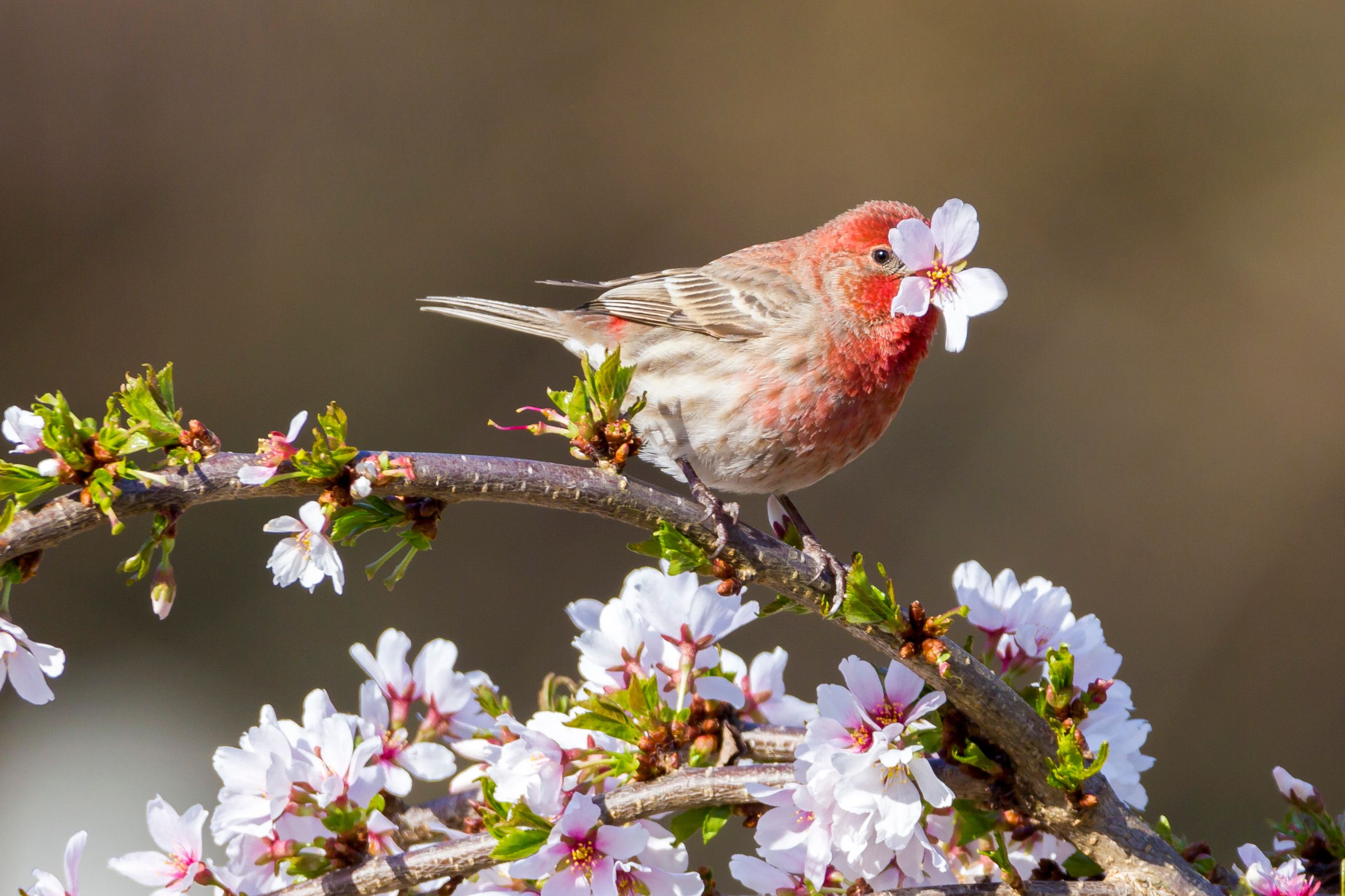 A small bird perched on a branch with white flowers.
