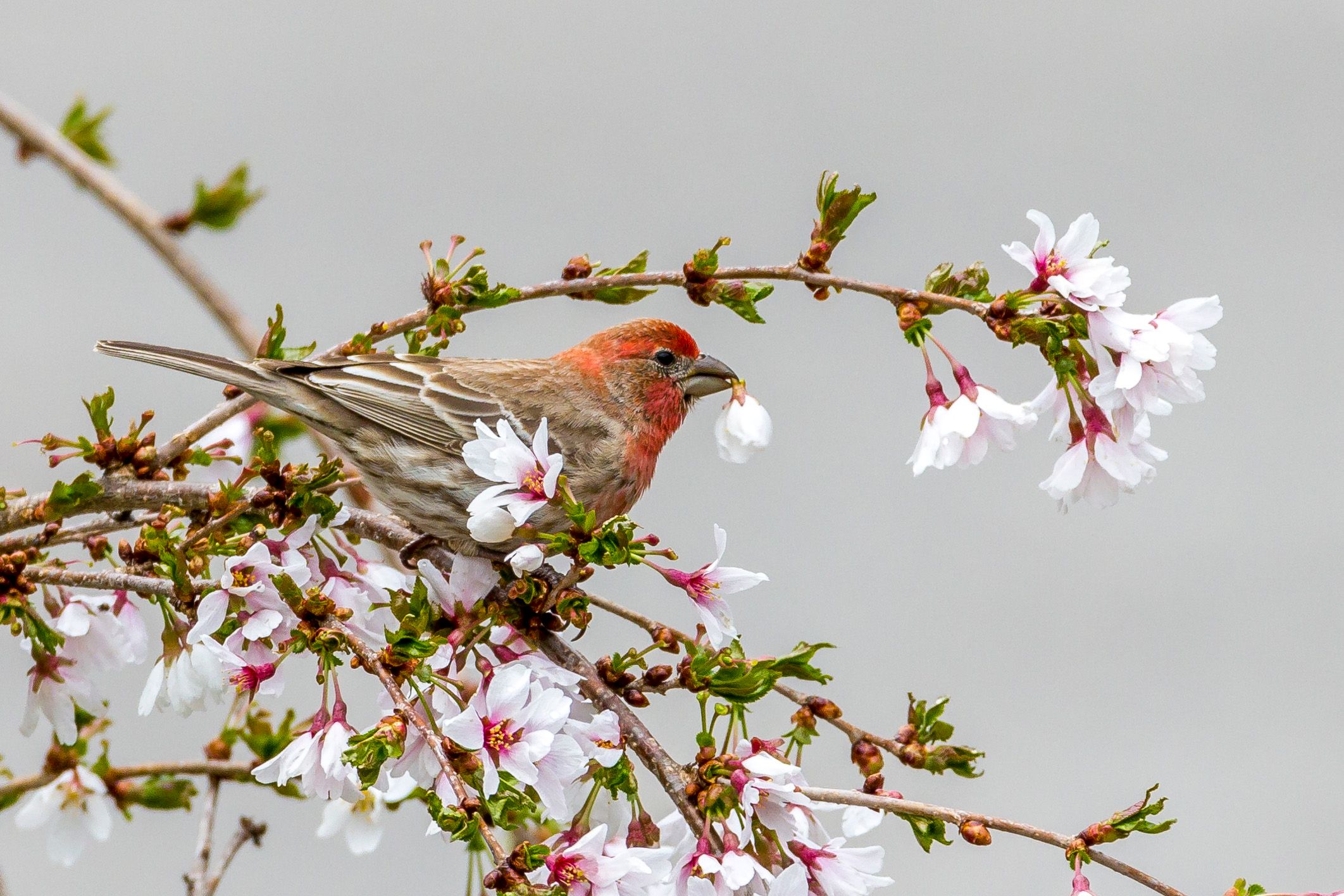 A small bird perched on a branch of cherry blossoms.