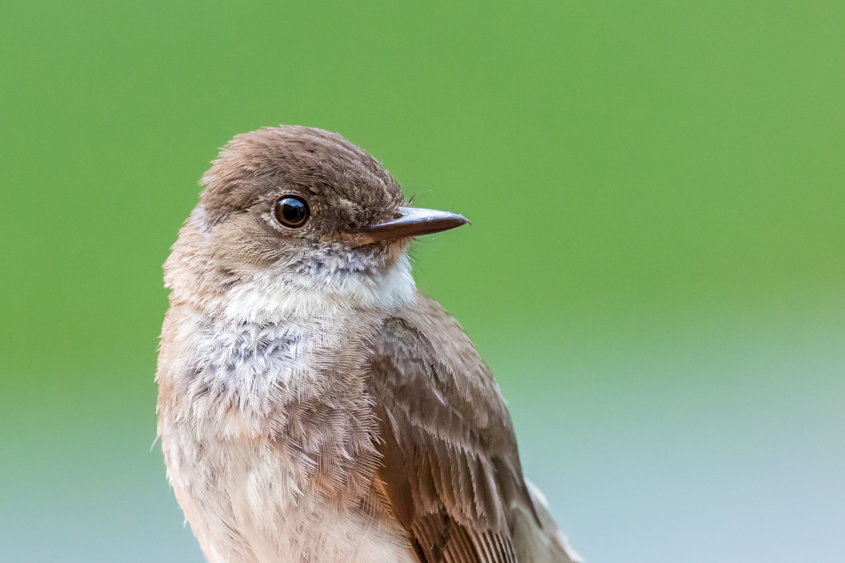 A close-up of a bird's head and shoulders.