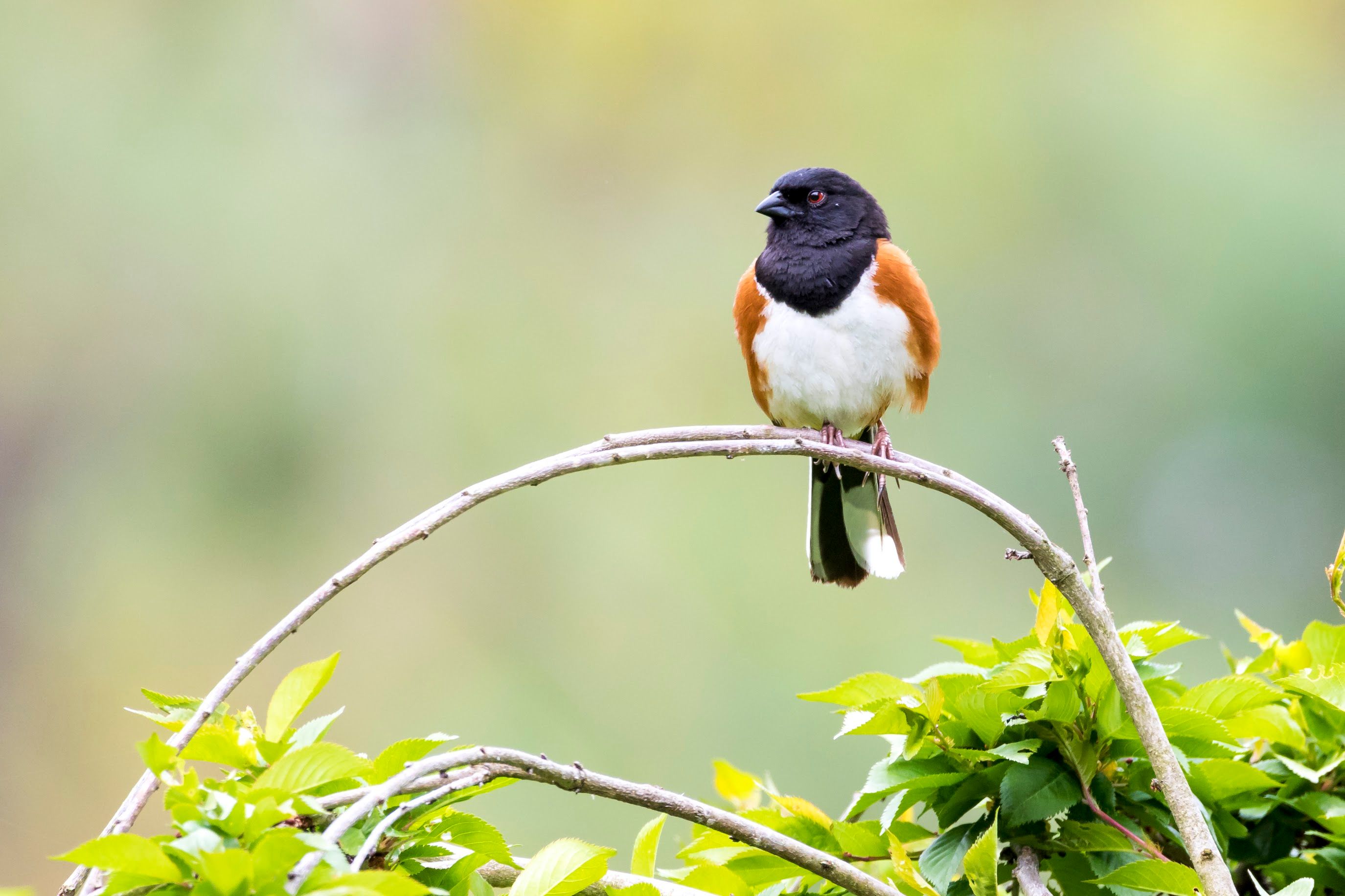 A small bird perched on a branch.