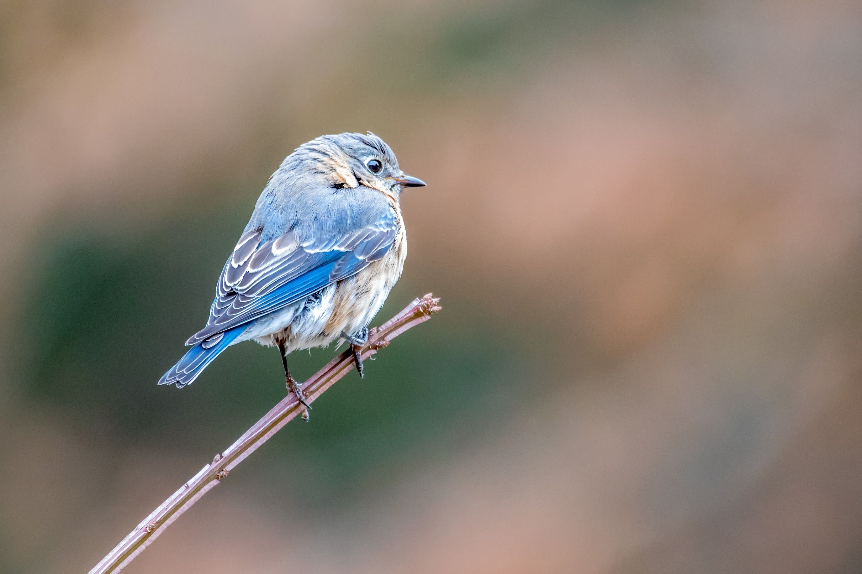A small bird perched on a branch.