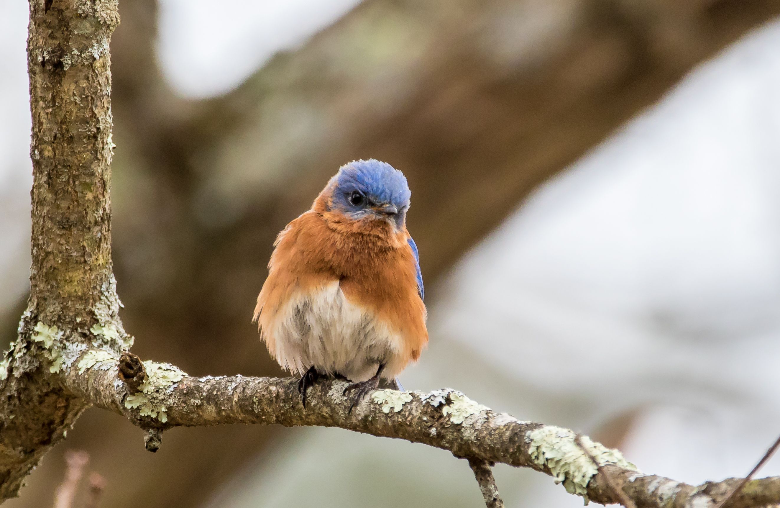 A small blue and orange bird perched on a tree branch.