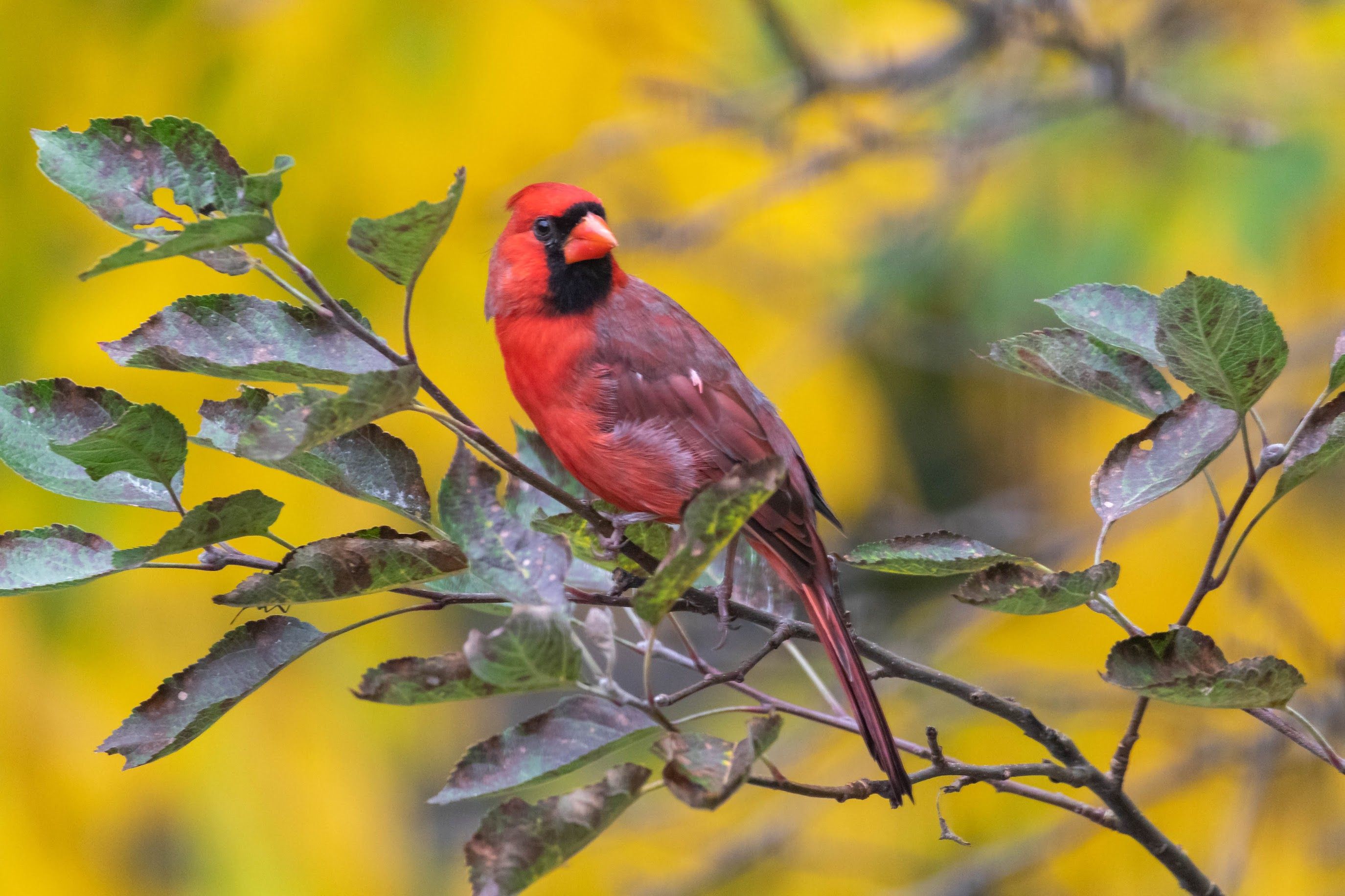 A cardinal perched on a branch with leaves.