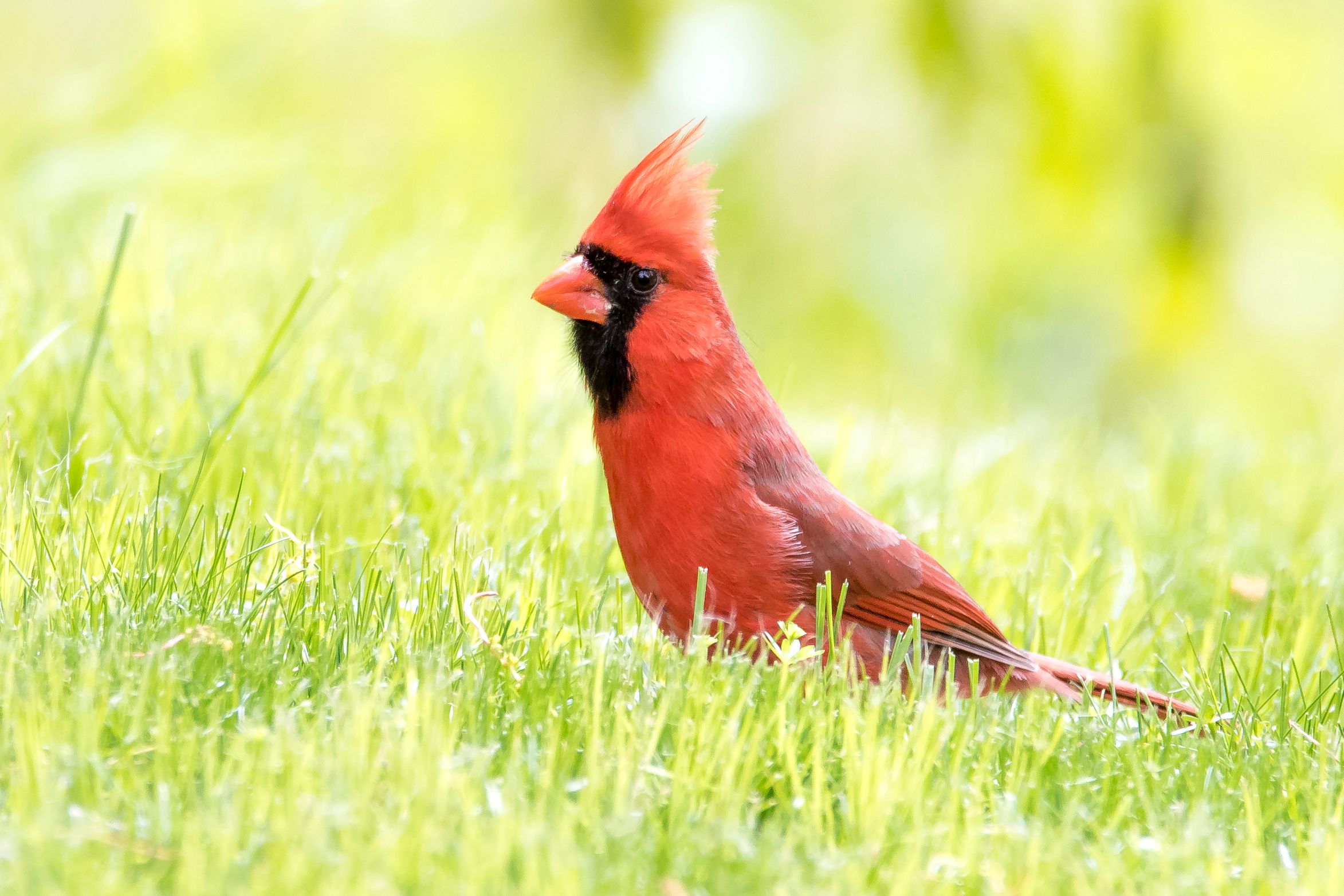 A red bird with a black face and orange beak is standing in grass.