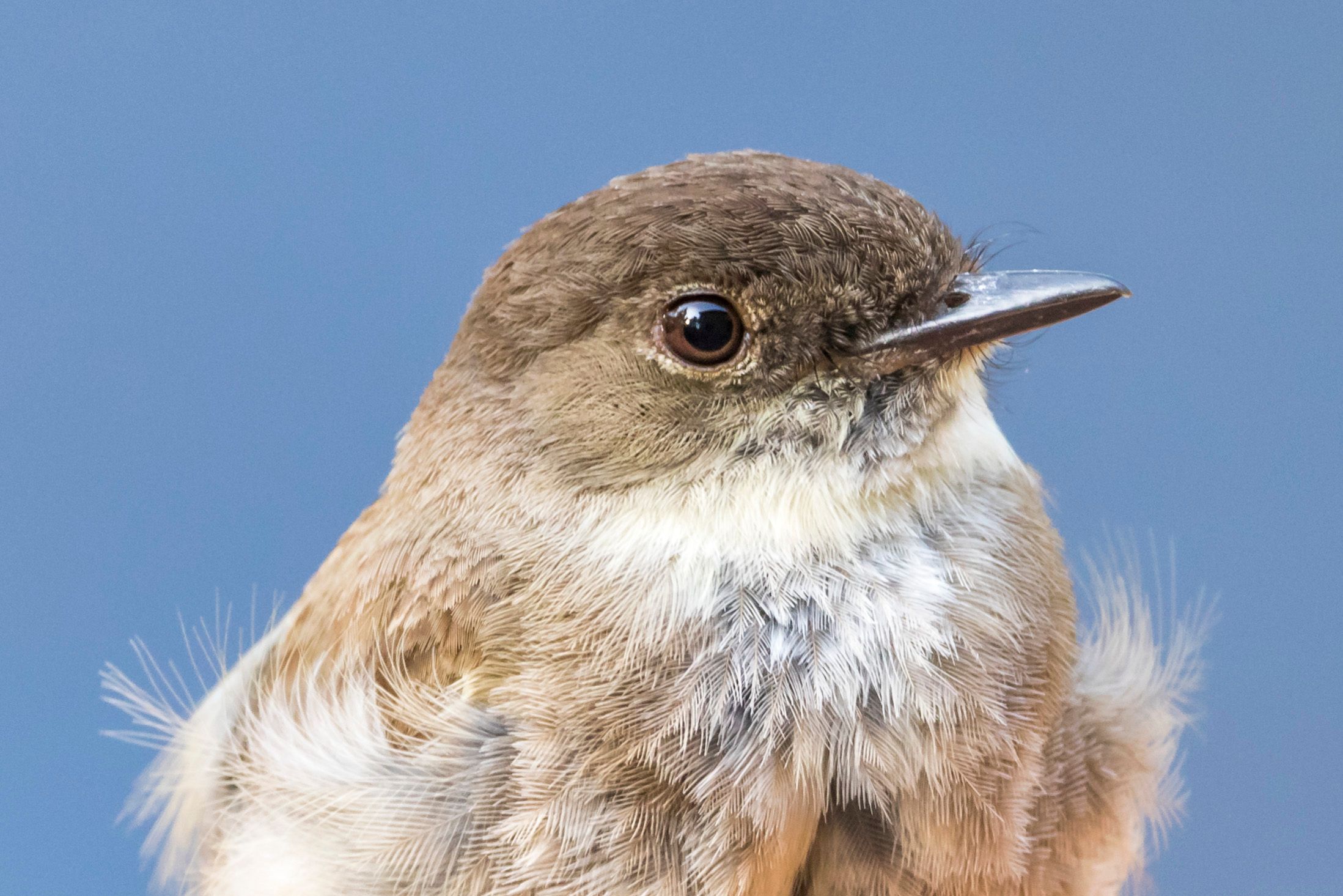 A close-up of a bird's head.