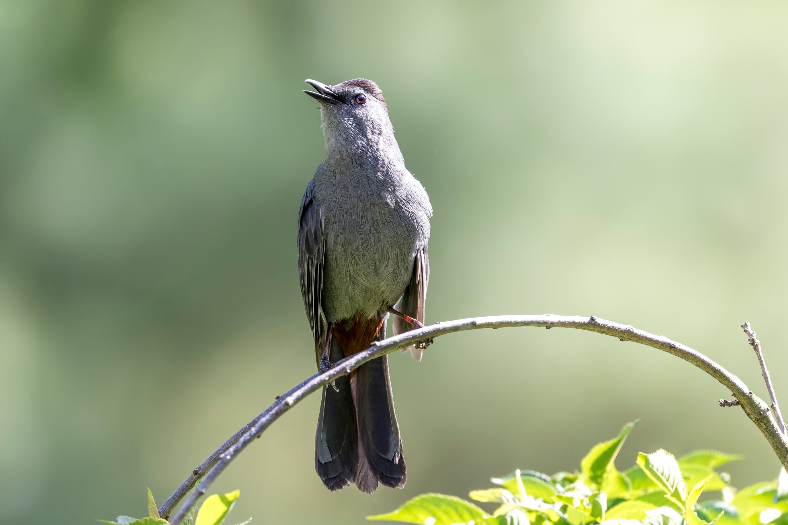 A bird perched on a branch, looking up.