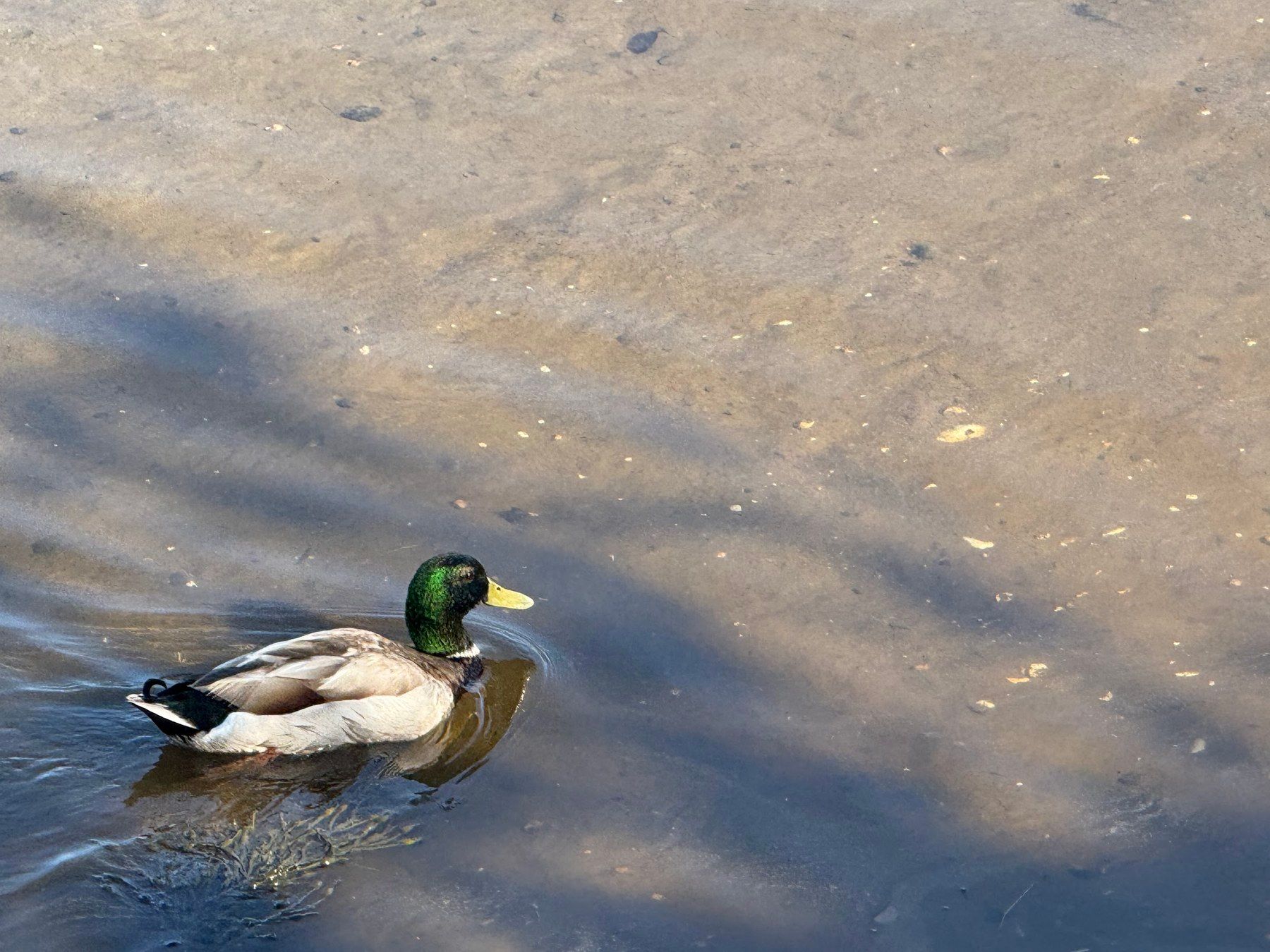 Daily photo: duck