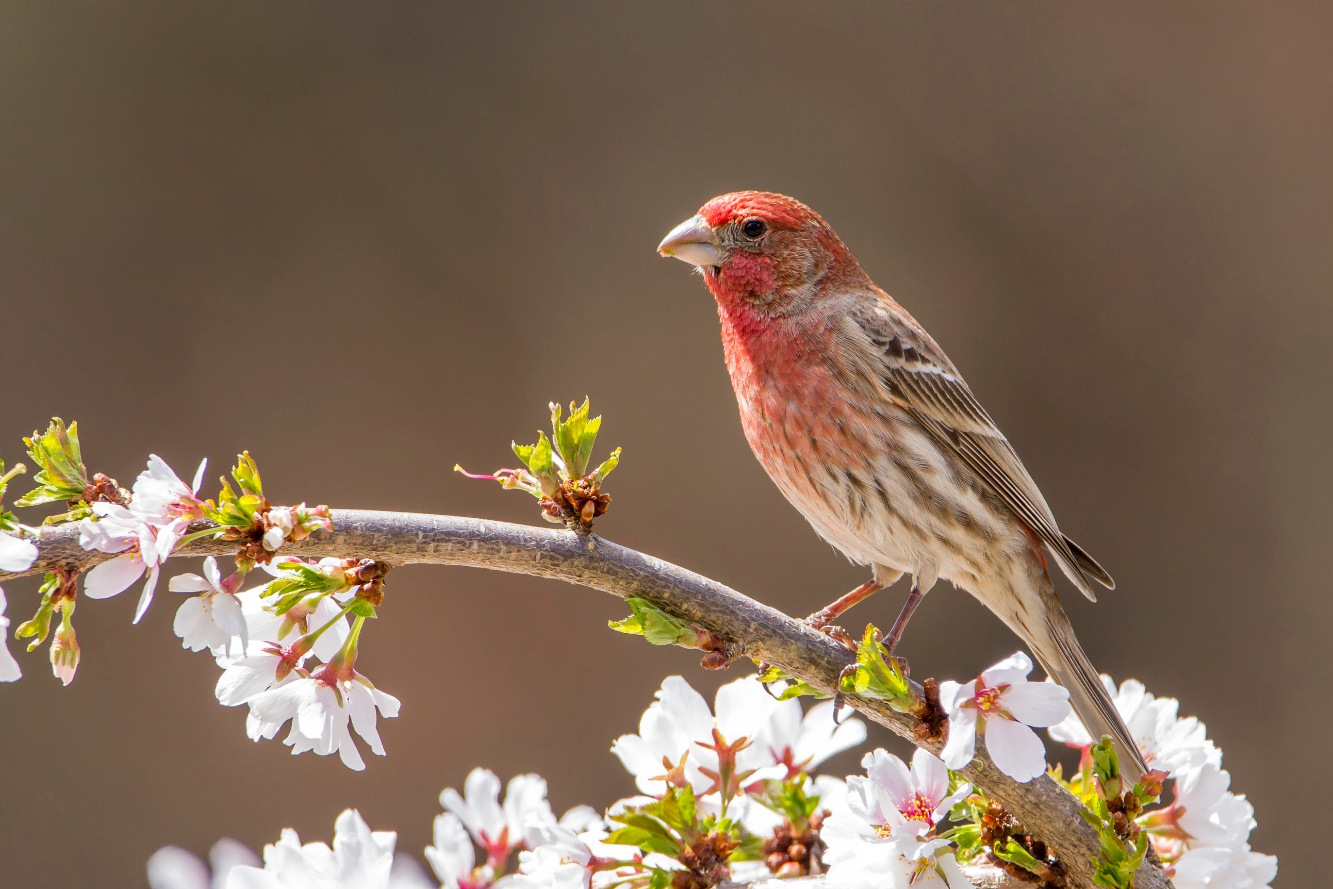 A small bird perches on a branch with white flowers.
