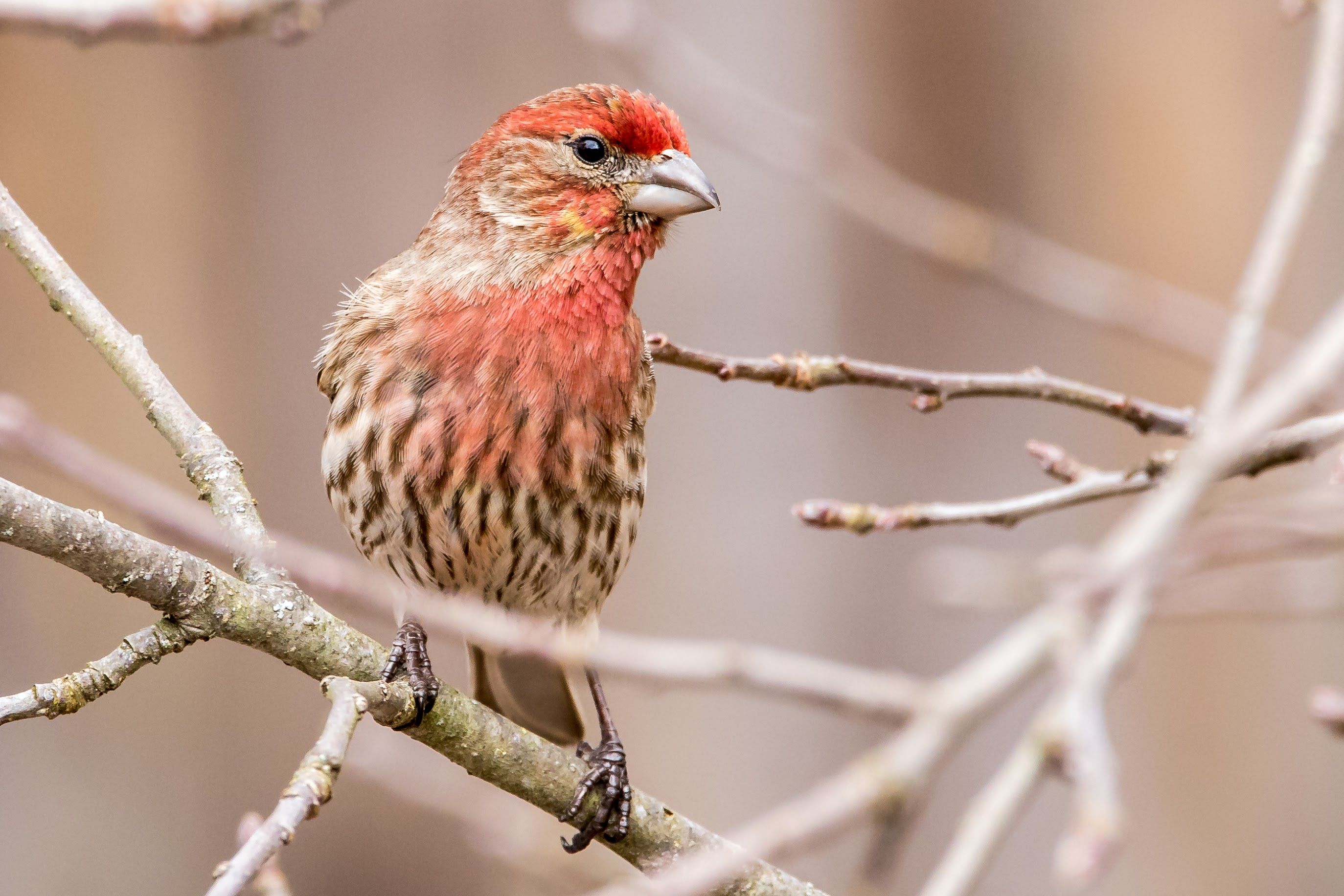 A small bird perched on a branch.