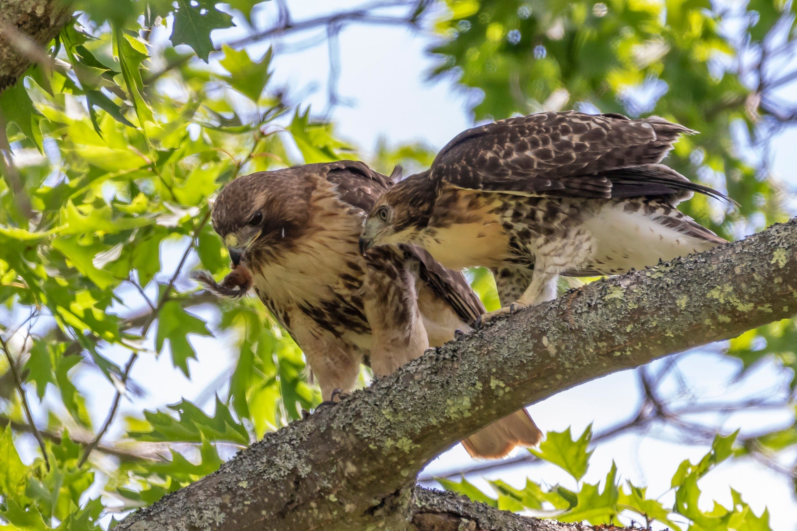 Two birds perched on a tree branch.