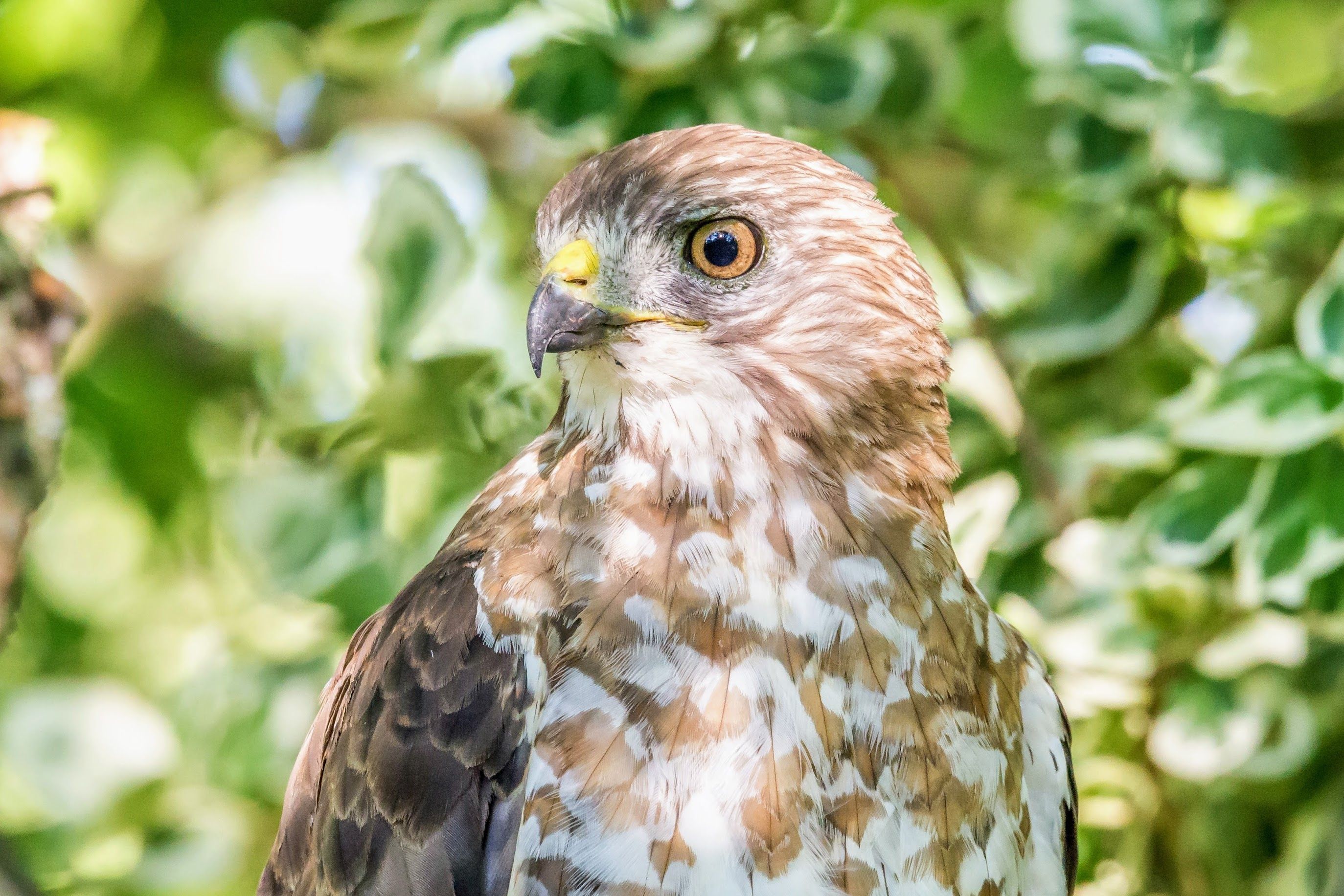 A close-up of a bird's face.