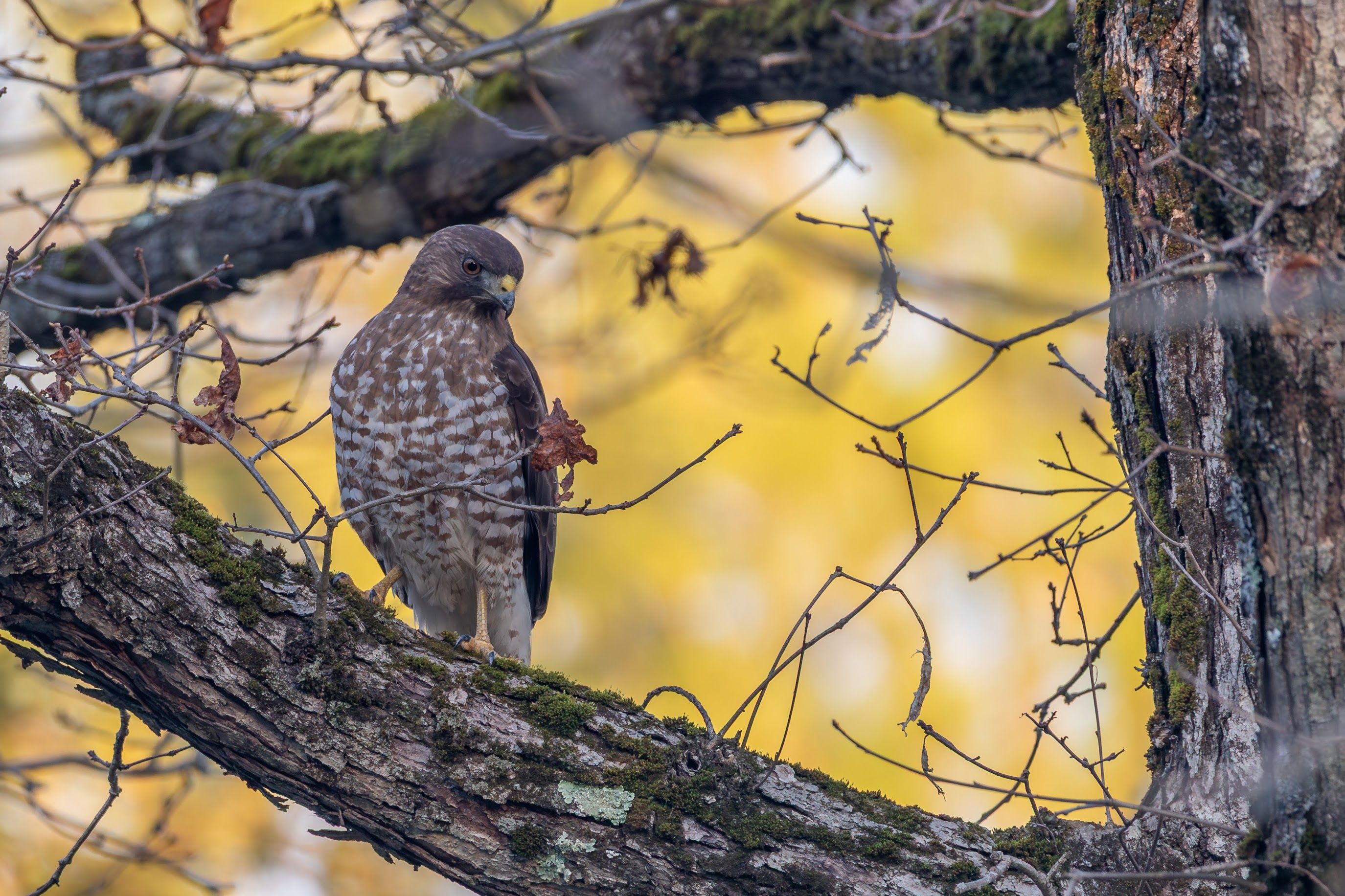 A bird perches on a tree branch.
