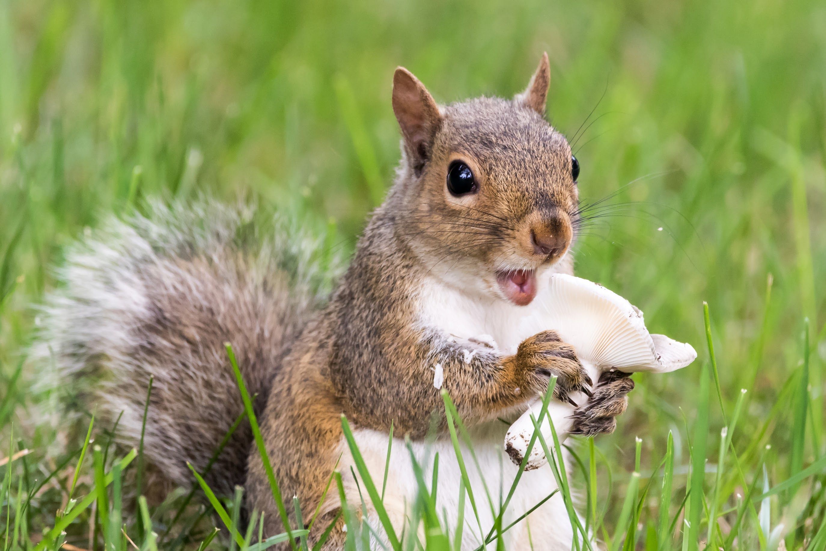 A cute squirrel eating something in the grass.