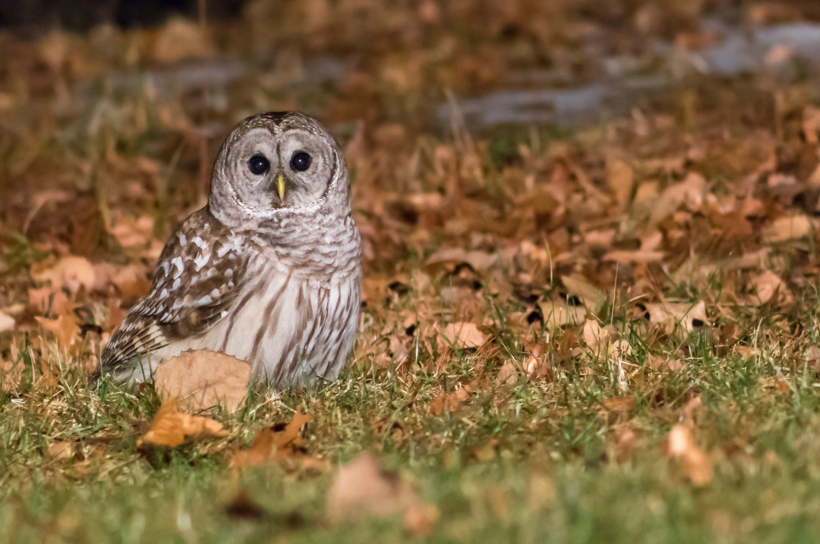 A small owl sitting on the ground surrounded by leaves.