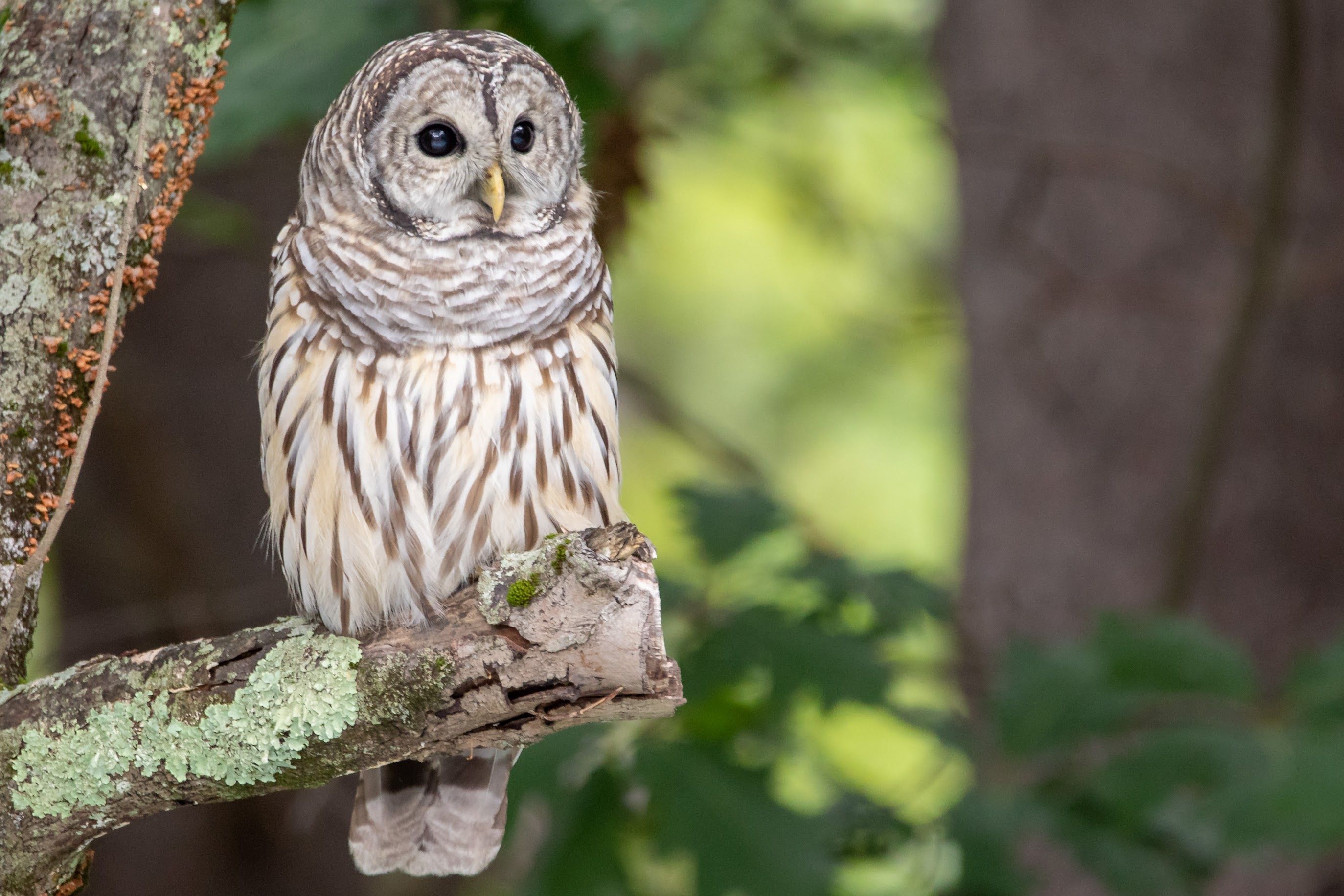 A wise owl perches on a tree branch, surveying its surroundings with piercing eyes.