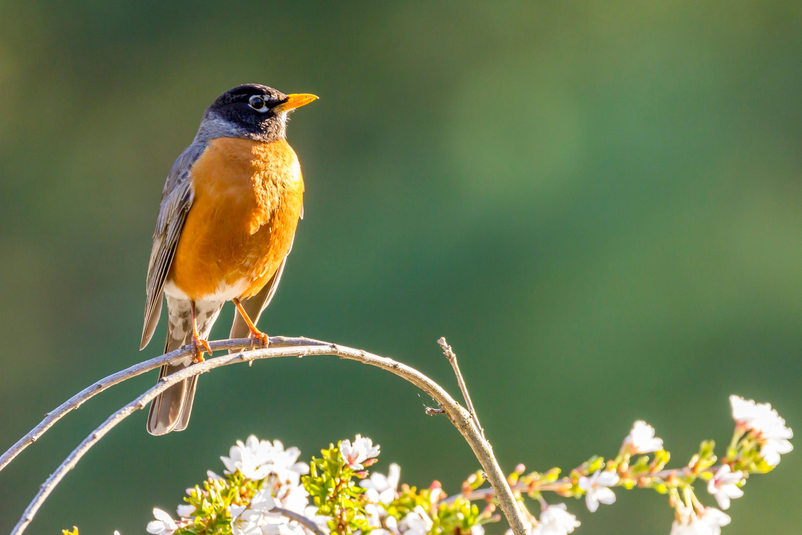 A small bird perches on a branch with white flowers.