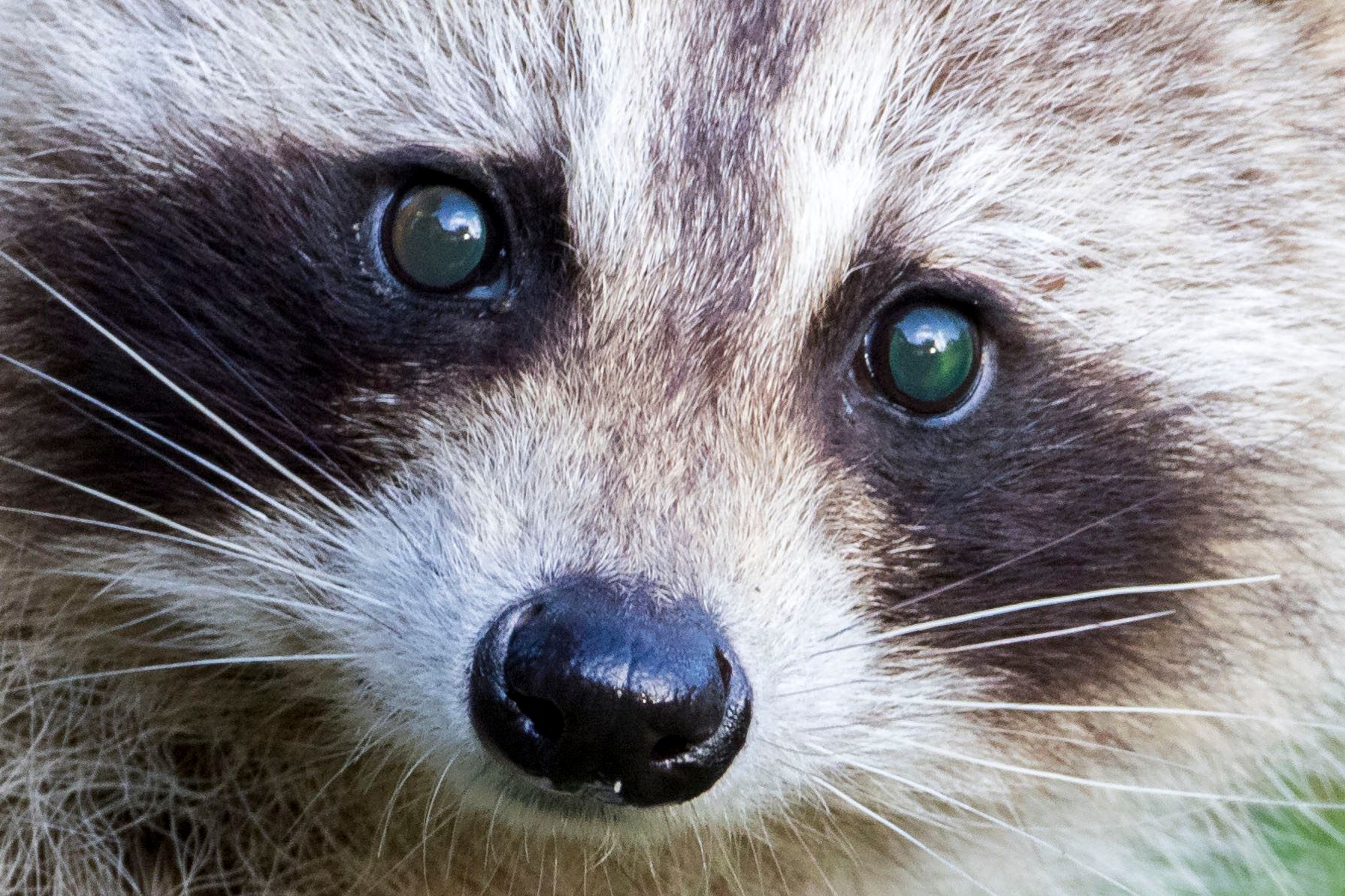 A close-up of a raccoon's face.