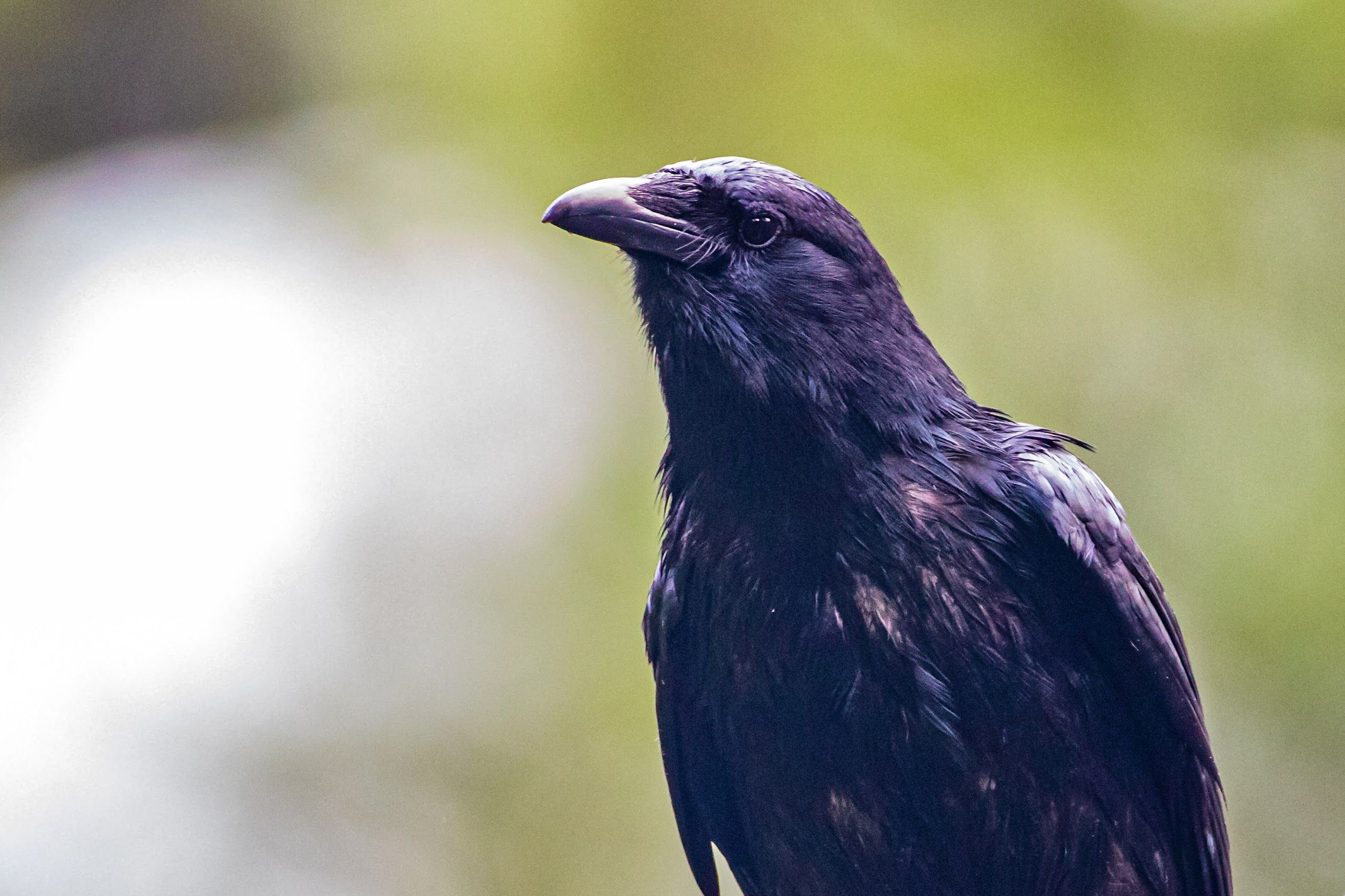 A close-up shot of a bird's head.