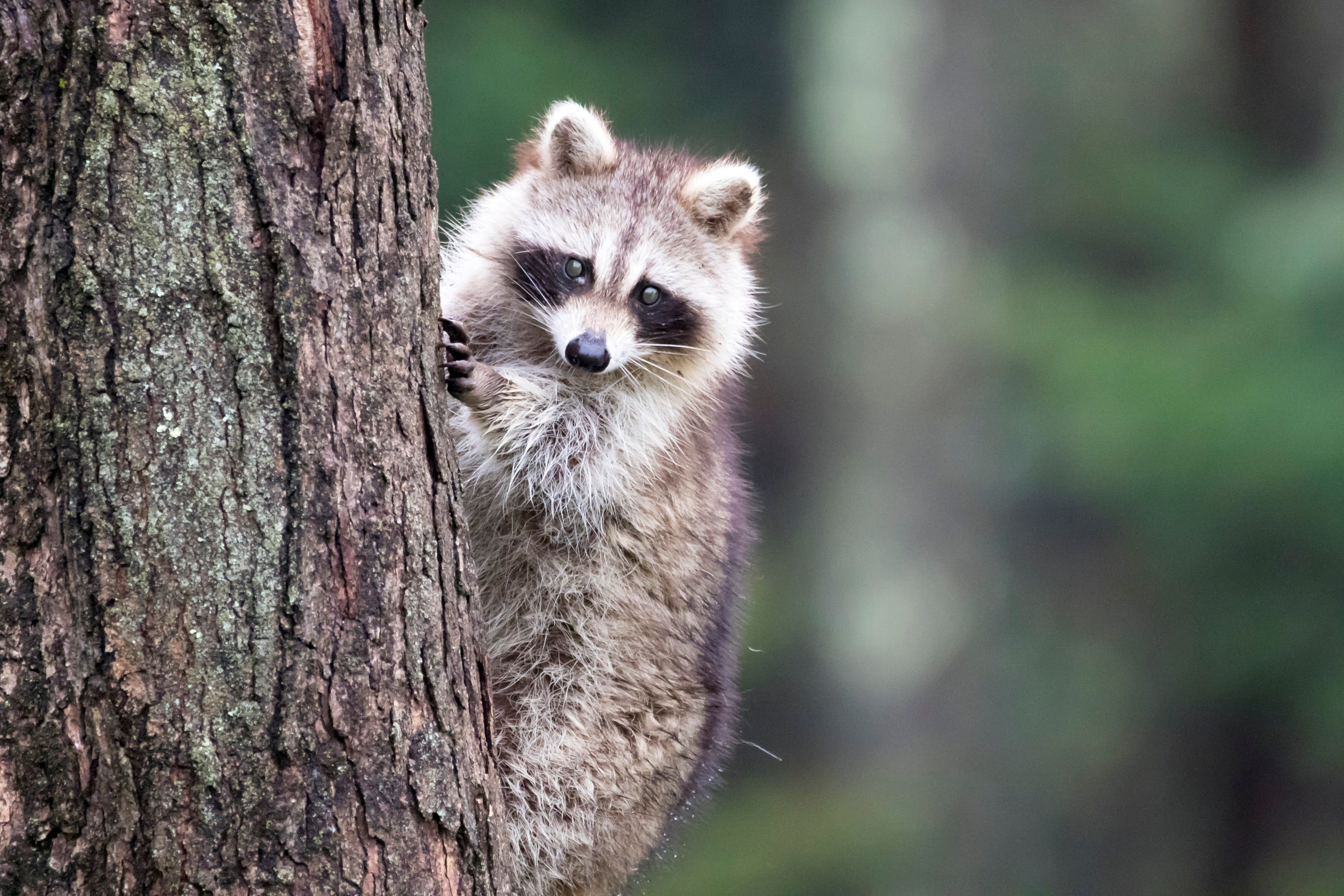 A raccoon is peeking out from behind a tree.
