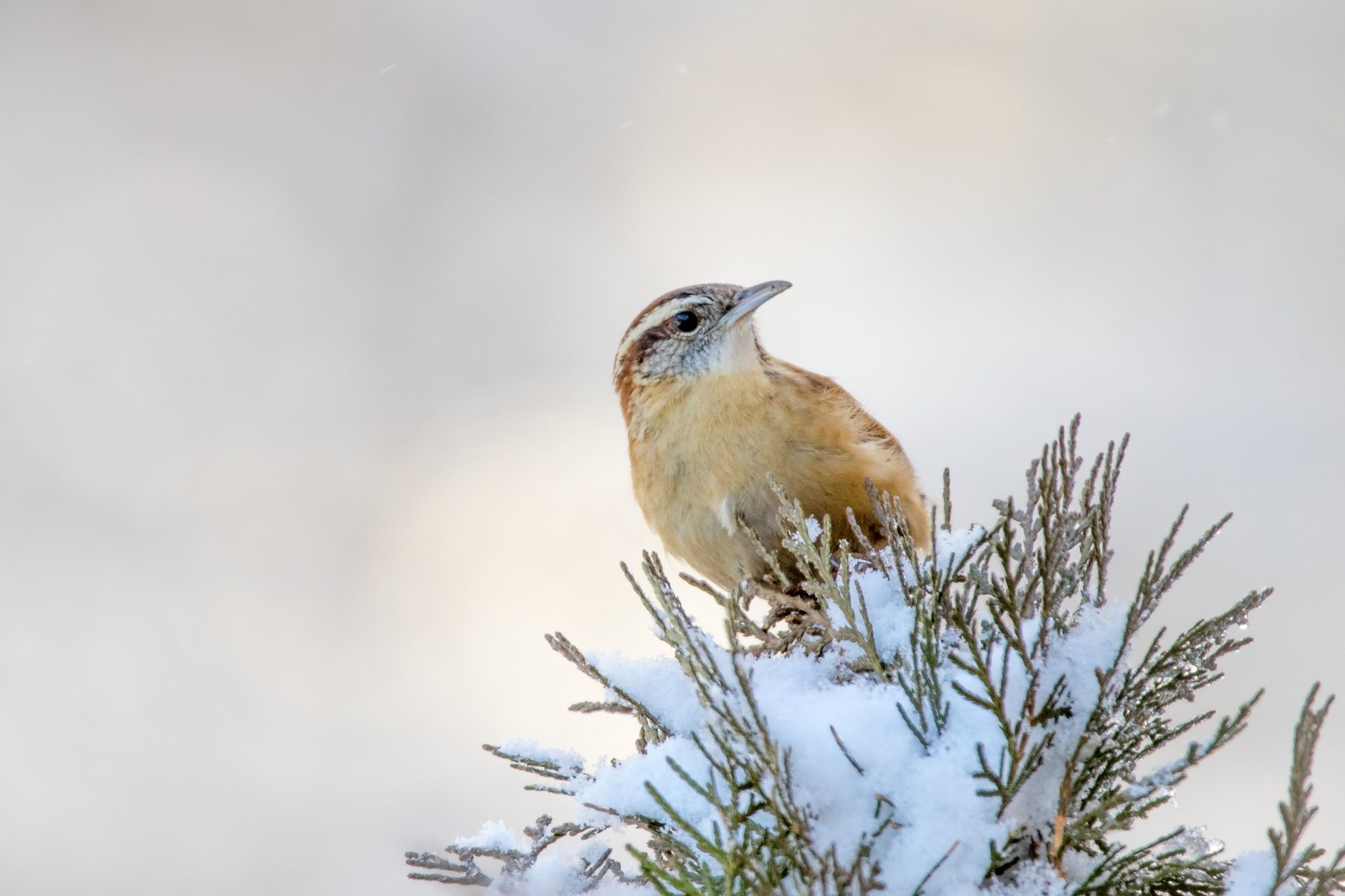 A small bird perched on a snow-covered branch.