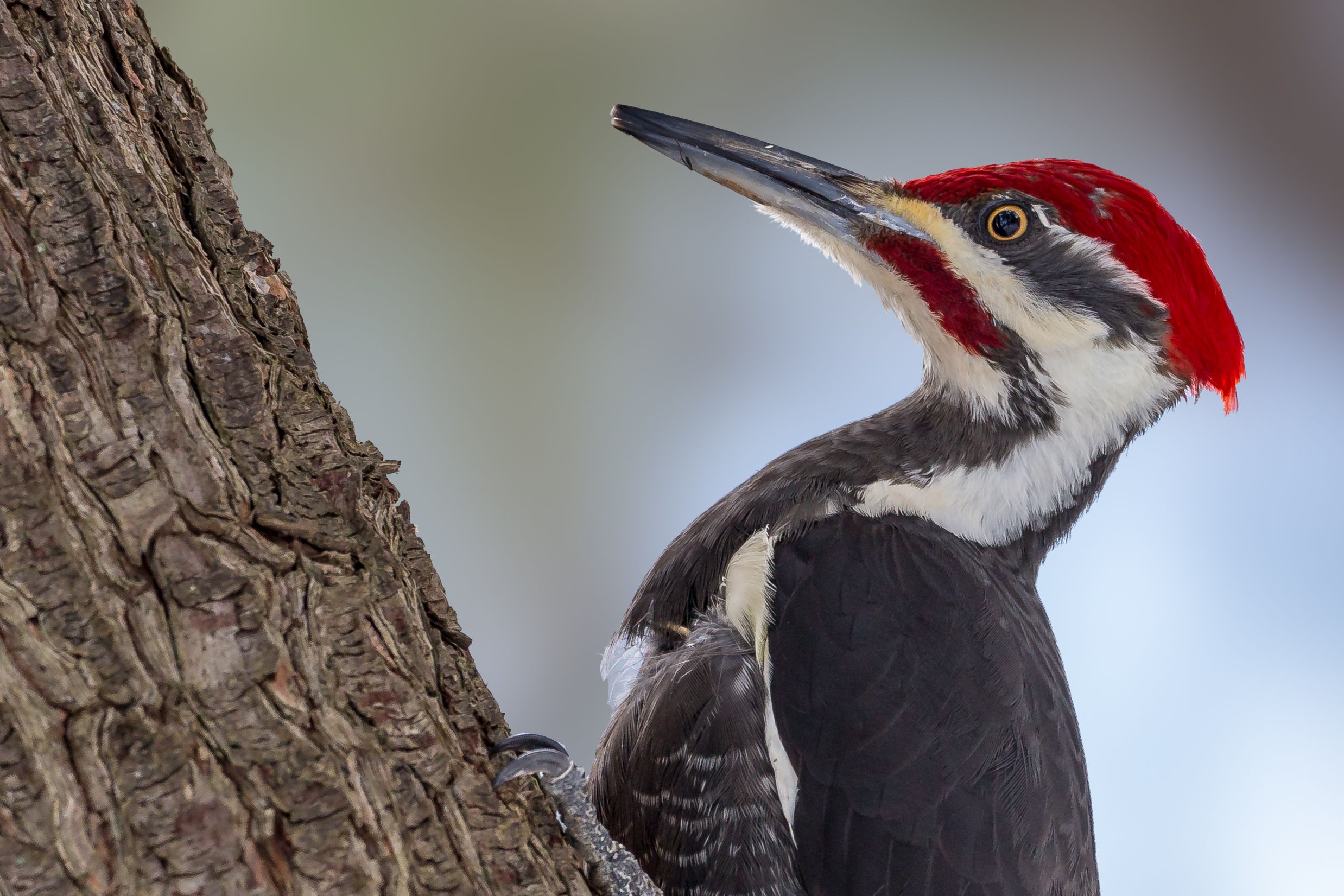 A close-up of a bird with a distinctive red cap on its head.