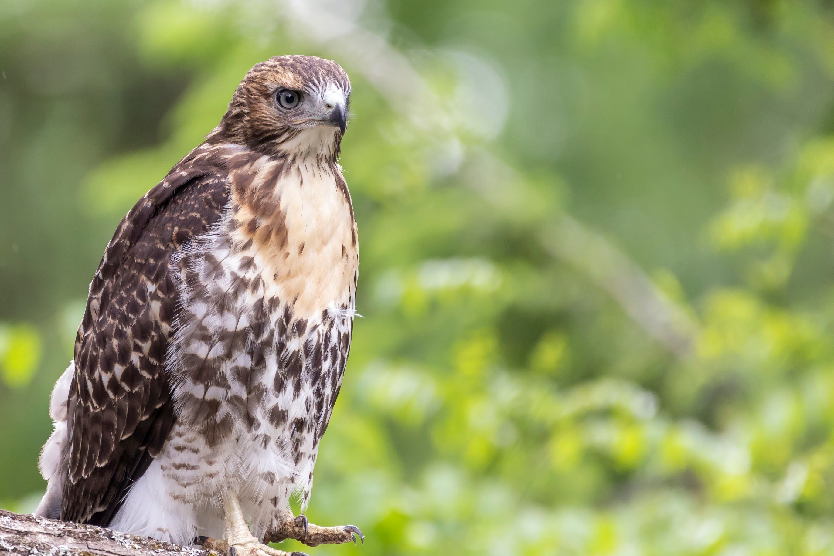 A close-up shot of a bird in its natural habitat.